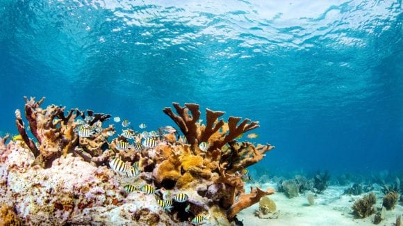 Coral