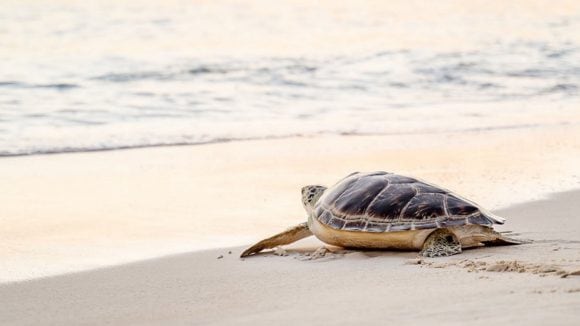 Turtle