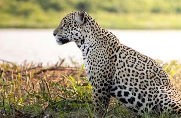 The Santa Tereza Reserve Conservation Initiative (Pantanal)