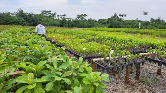 Araguaia Biodiversity Corridor