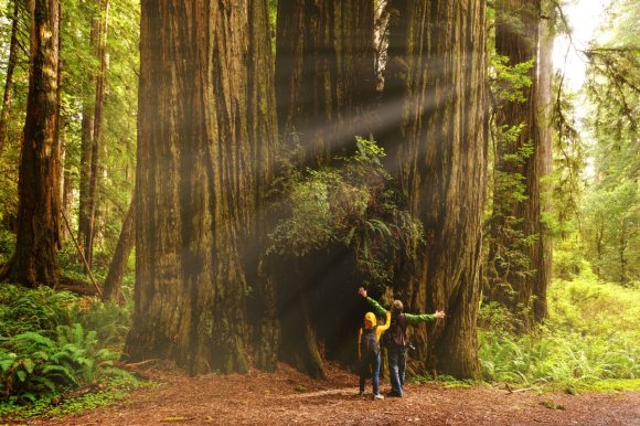 Two kids looking up at redwood trees