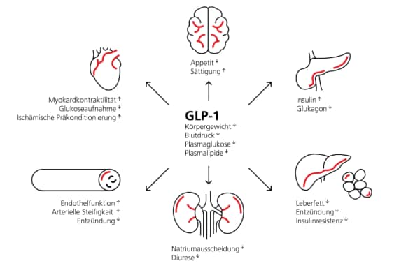 Eine grafische Darstellung der Auswirkungen, die GLP-1 auf verschiedene Körperorgane und deren Funktionen hat (z. B. Verringerung des Appetits, des Blutdruck, des Leberfettspiegels und zunehmende Sättigung, Diurese und Natriumausscheidung)