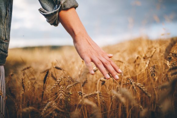 Female hand gliding over golden wheat field