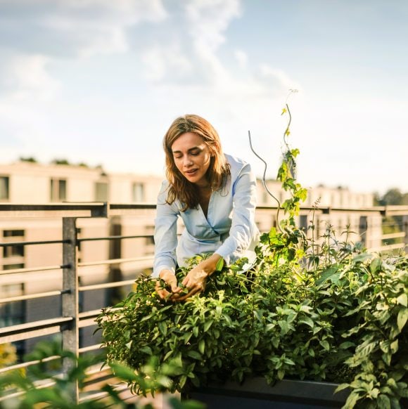 Woman harvesting fresh leaves on balcony