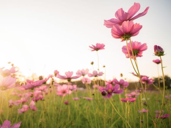Un champ en fleurs au soleil.