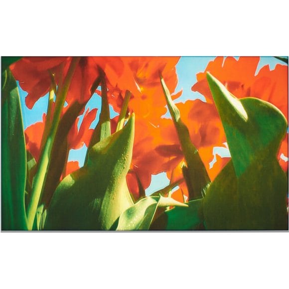 picture from Pipilotti Rist, flower viewed from below