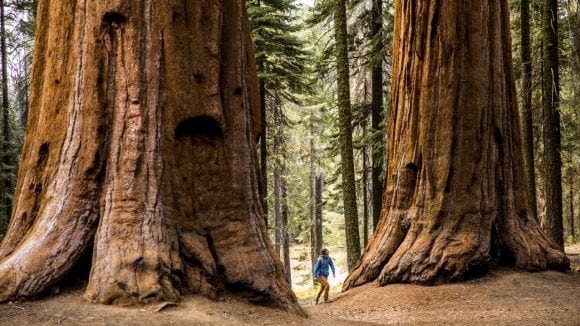 Deux arbres aux troncs imposants au cœur d’une forêt dense.