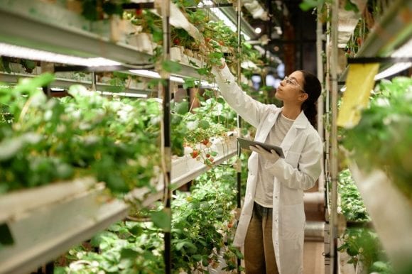 A scientist controls the growth of sustainably grown plants in a hydroponic greenhouse.