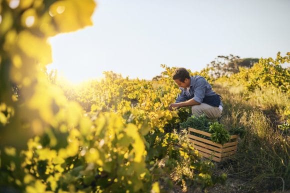 Farmer tending his crops in brilliant sun
