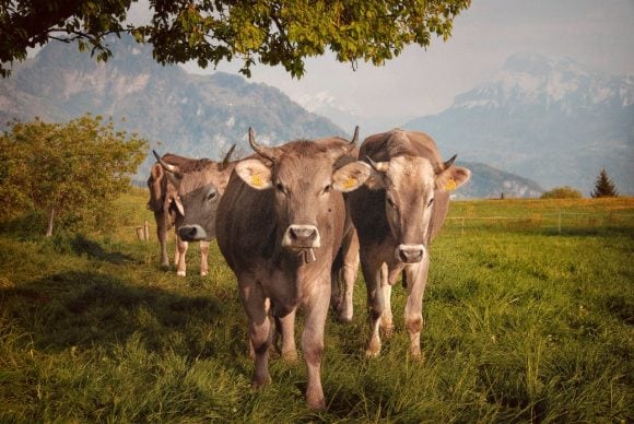 Mucche svizzere al pascolo su un prato verde con le Alpi sullo sfondo.