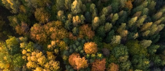 Colourful woods