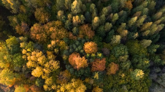 Aerial view of a forest with trees in various colors, captured from above.