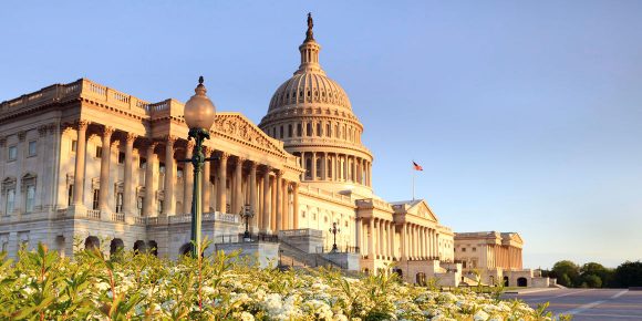 U.S. Capital building in Washington D.C., framed by white flowers in the foreground