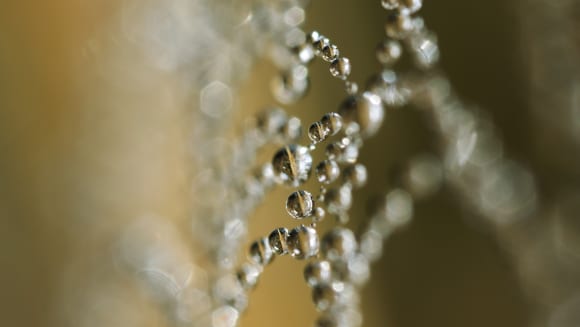Image of water droplets hanging on a spiders web.