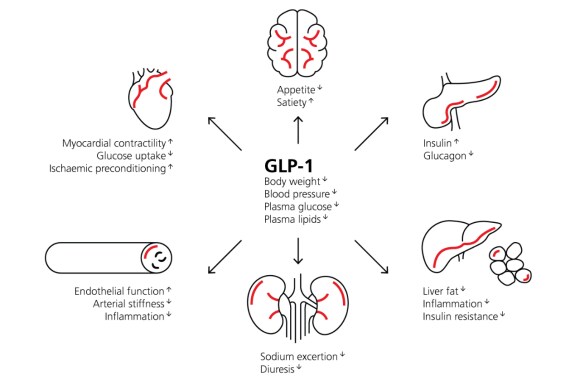 A graphic representation of the impact GLP-1 has on various body organs and their functions (e.g. lowering appetite, blood pressure, level of liver fat and increasing satiety, diuresis, and sodium excretion)