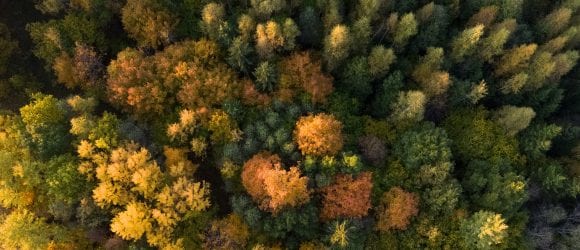 Colourful woods
