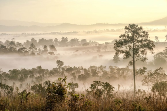 Foggy landscape with trees and hills