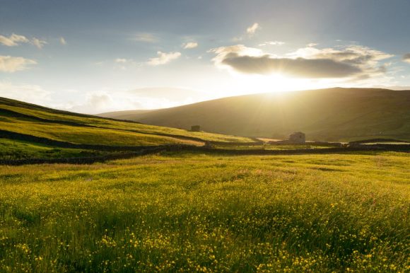 Buttercups on meadow