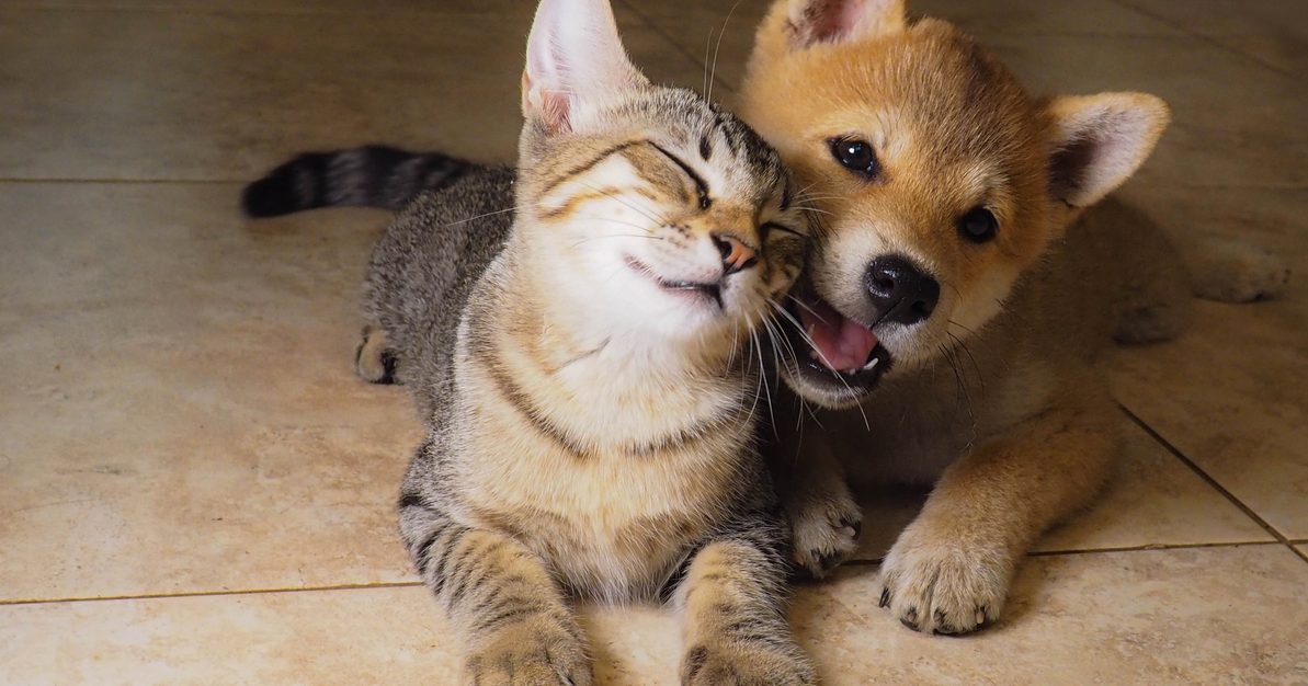 China’s Thriving Pet Market | UBS Global