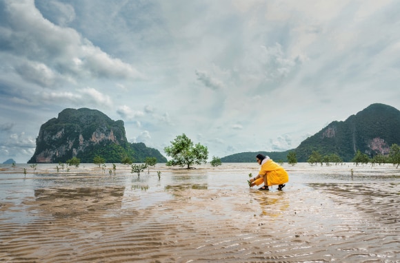 person planting trees in the wetlands