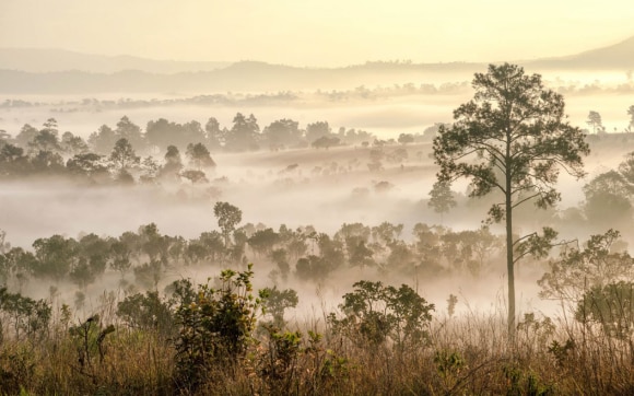 A foggy landscape with trees and hills