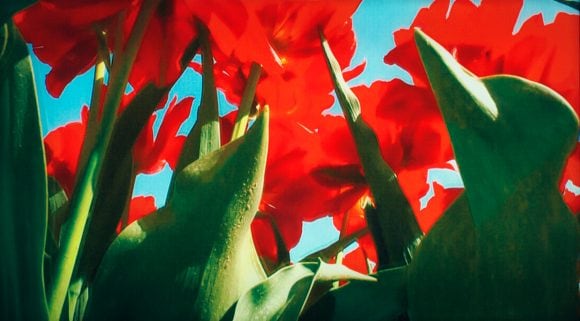 The Eyes are Blood-Driven Cameras