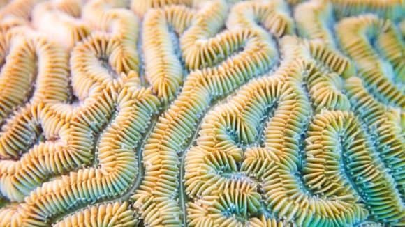 Grooved brain coral