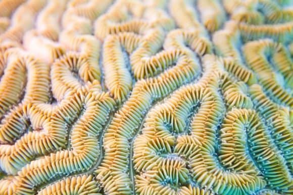 Grooved brain coral