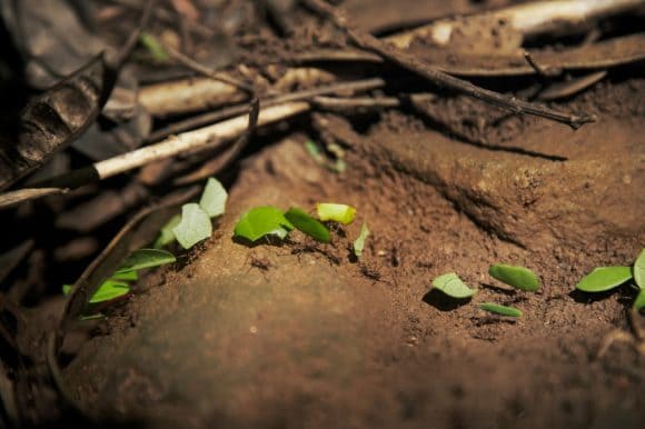 Ants carrying leaves
