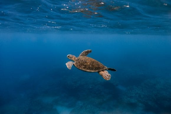 Tortoise