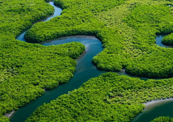 A river running through a forest