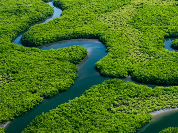 mangrove at sunset from Blue Streak