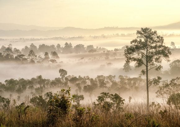 Savanna at twilight