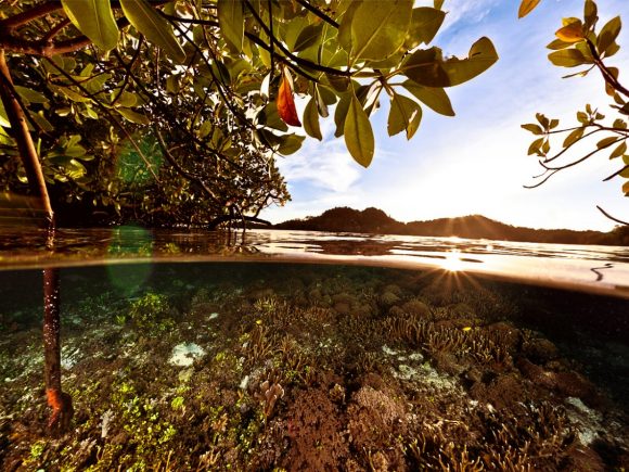 mangrove at sunset from Blue Streak
