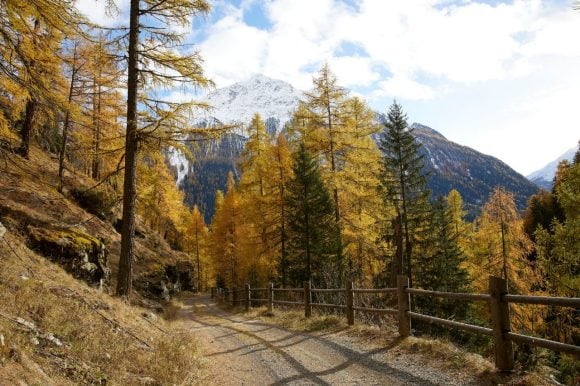 Mountains and trees