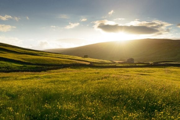 Buttercups on meadow