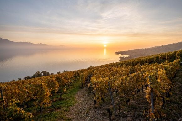 Vineyard on Lake Geneva