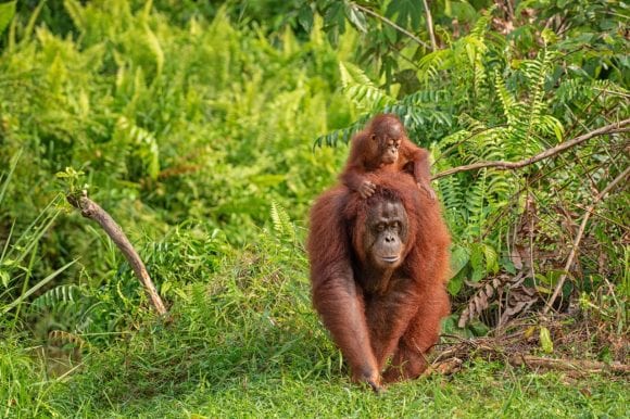 A orangutan carrying a baby