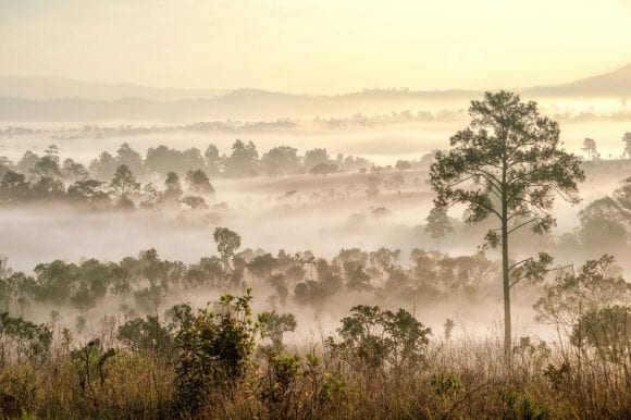 Savanna at twilight