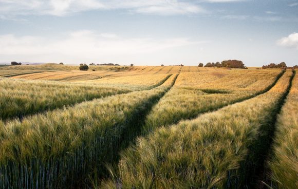 Wheat field