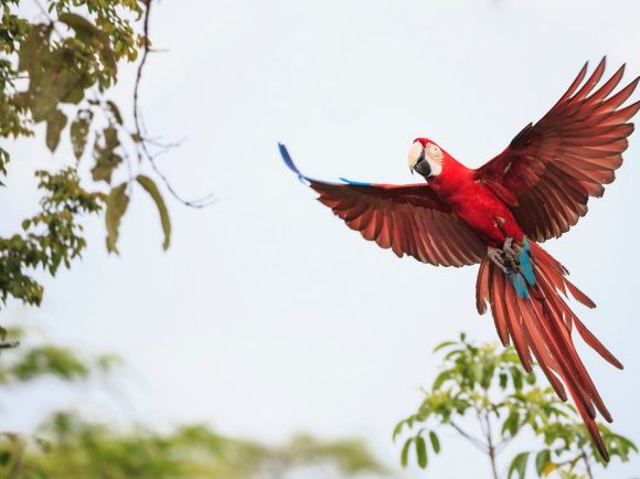 Red bird in flight