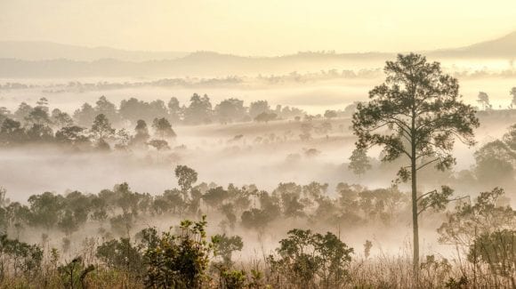 Savanna at twilight