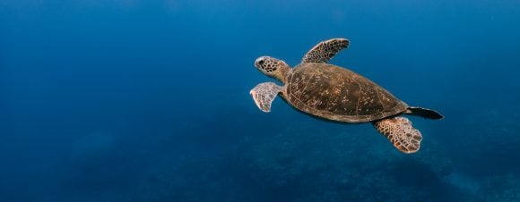 A turtle swims in the ocean