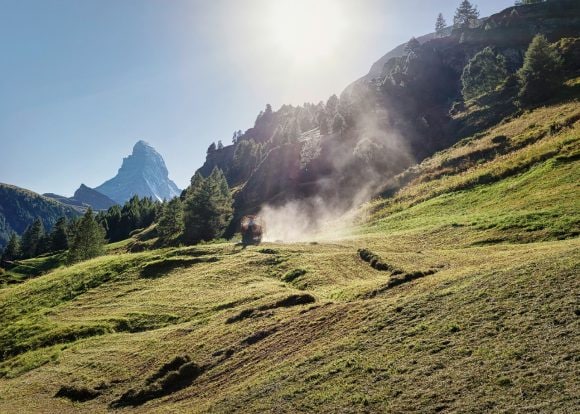 A healthy forest on a mountain