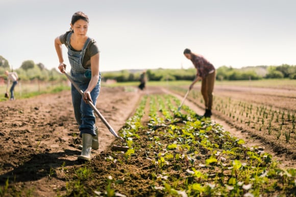 Farmers in a field taking care of the land