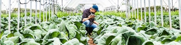Man with an ipad in this hands taking care of plants in a greenhouse