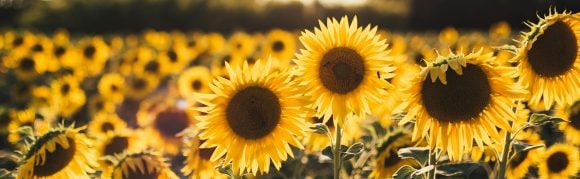 Field of sunflowers