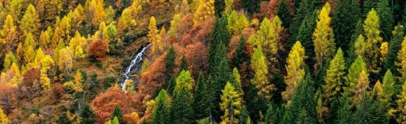 Trees turning color in Autumn