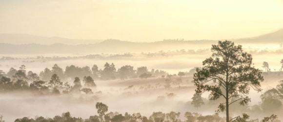 Foggy landscape with trees and hills
