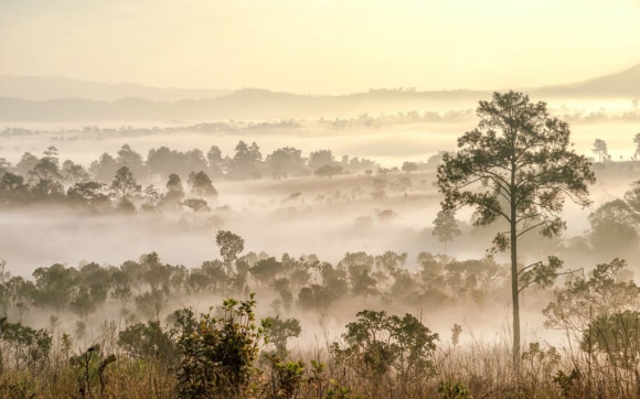 Foggy landscape with trees and hills